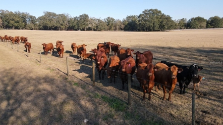 Cattle Ranch With Acreage High Springs, Alachua County, Fl - image 50