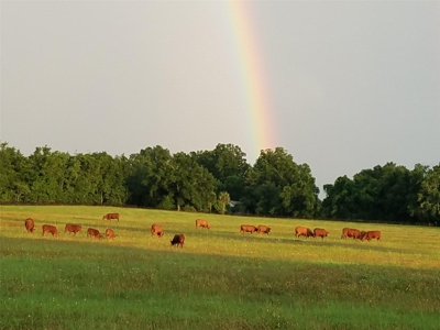 Cattle Ranch With Acreage High Springs, Alachua County, Fl - image 3