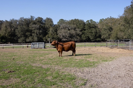 Cattle Ranch With Acreage High Springs, Alachua County, Fl - image 37