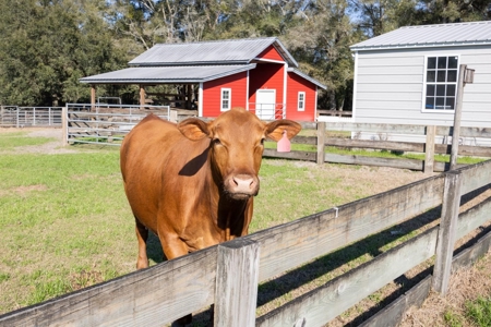 Cattle Ranch With Acreage High Springs, Alachua County, Fl - image 36