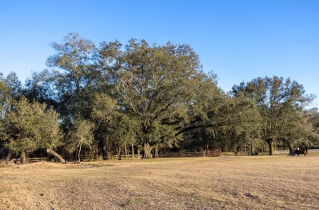 Cattle Ranch With Acreage High Springs, Alachua County, Fl - image 40