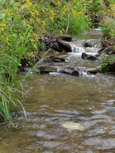 Kentucky Land & Home for Sale - image 17