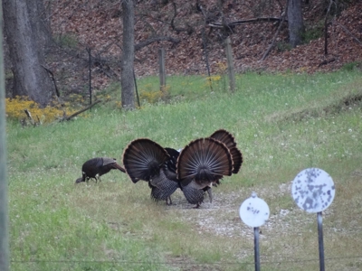 Kentucky Land & Home for Sale - image 44