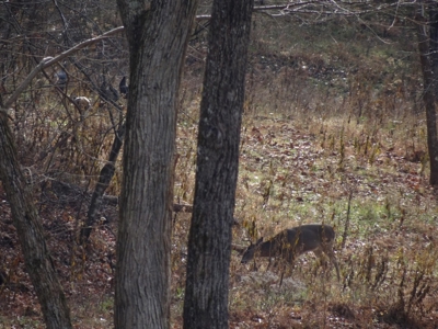 Kentucky Land & Home for Sale - image 43