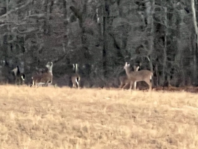 40 Acres Big Deer Country - image 5