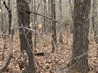 Land For Sale - image 3