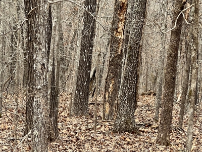 Land For Sale - image 2