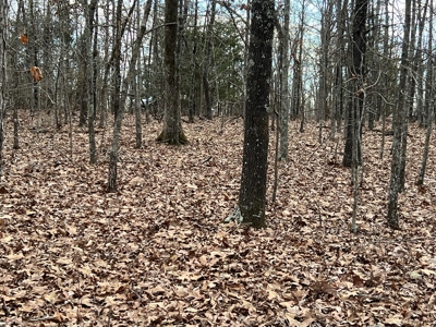 Land For Sale - image 4