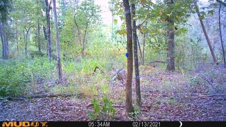 Texas Hunting Property with Lake  Cass County - image 21