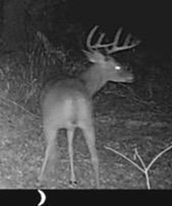 Texas Hunting Property with Lake  Cass County - image 19
