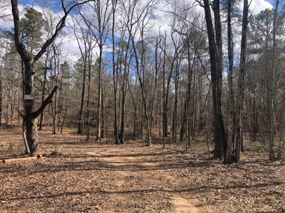 Texas Hunting Property with Lake  Cass County - image 7