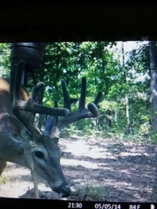 Texas Hunting Property with Lake  Cass County - image 32