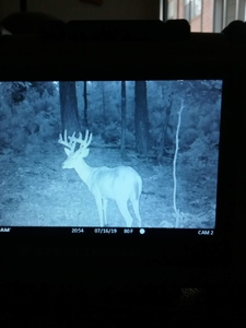 Texas Hunting Property with Lake  Cass County - image 18