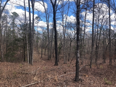 Texas Hunting Property with Lake  Cass County - image 11