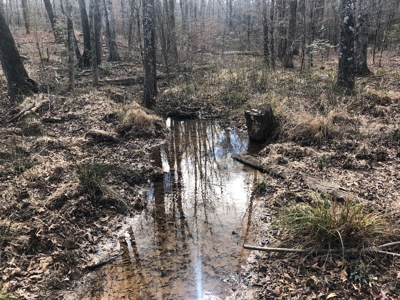 Texas Hunting Property with Lake  Cass County - image 9