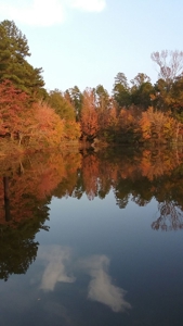 Texas Hunting Property with Lake  Cass County - image 27
