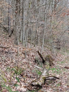 17.22 Acres For Sale in Morristown, TN - image 24