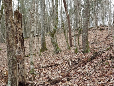 17.22 Acres For Sale in Morristown, TN - image 19
