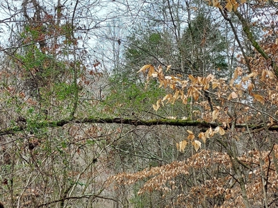 17.22 Acres For Sale in Morristown, TN - image 21