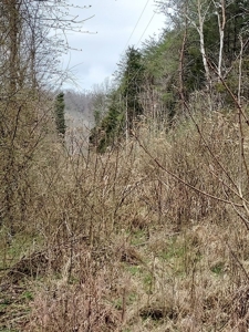 17.22 Acres For Sale in Morristown, TN - image 26