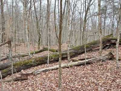 17.22 Acres For Sale in Morristown, TN - image 17