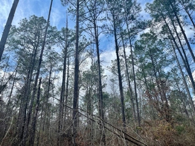 Roberts Branch 246 - image 19