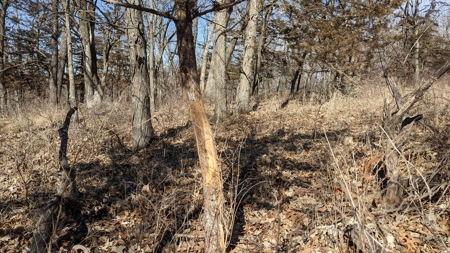 Union County, Iowa Hunting Land w/CRP & Lodging Income - image 26