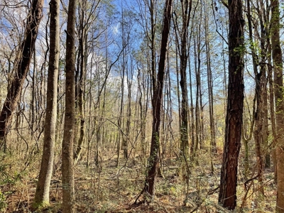 184 acres in Pike County South MS Camp Timber and Ponds - image 39