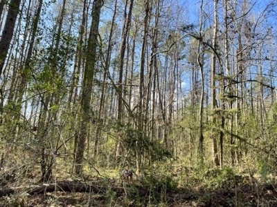 184 acres in Pike County South MS Camp Timber and Ponds - image 32