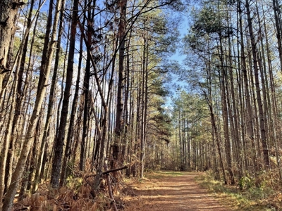 184 acres in Pike County South MS Camp Timber and Ponds - image 37