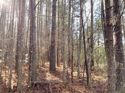 184 acres in Pike County South MS Camp Timber and Ponds - image 36