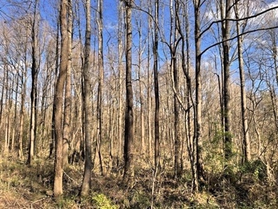184 acres in Pike County South MS Camp Timber and Ponds - image 41