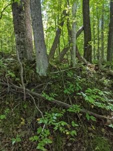 Home on Private Hunt Club Land for sale Atlanta MI - image 48