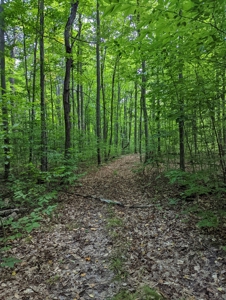 Home on Private Hunt Club Land for sale Atlanta MI - image 49