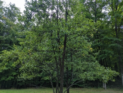 Home on Private Hunt Club Land for sale Atlanta MI - image 36