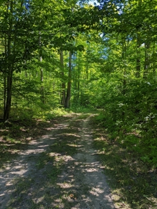 Home on Private Hunt Club Land for sale Atlanta MI - image 39