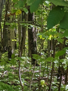 Home on Private Hunt Club Land for sale Atlanta MI - image 41