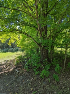 Home on Private Hunt Club Land for sale Atlanta MI - image 46