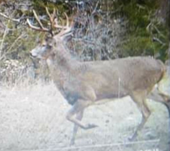 2439 Rankin Mill Rd. Falmouth Ky. 41040 Hunting & Livestock - image 7