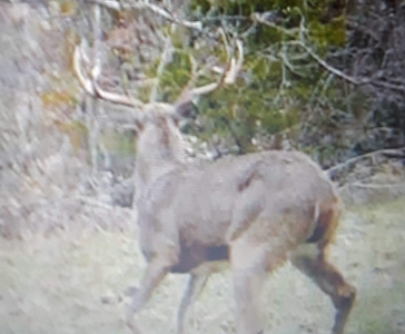 2439 Rankin Mill Rd. Falmouth Ky. 41040 Hunting & Livestock - image 8