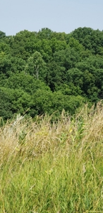 2439 Rankin Mill Rd. Falmouth Ky. 41040 Hunting & Livestock - image 28