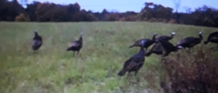 2439 Rankin Mill Rd. Falmouth Ky. 41040 Hunting & Livestock - image 1