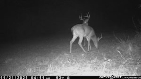 35.3 Acres Land for Sale Amite County, MS - image 13