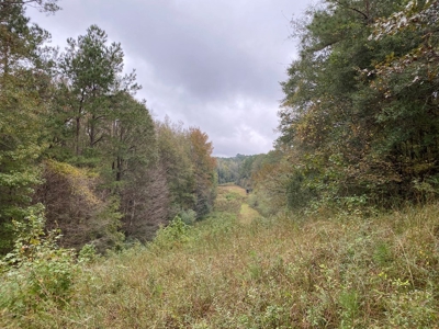 35.3 Acres Land for Sale Amite County, MS - image 8