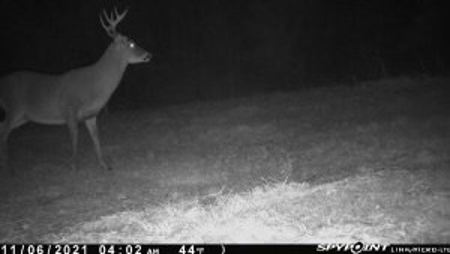 35.3 Acres Land for Sale Amite County, MS - image 17