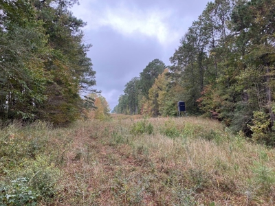 35.3 Acres Land for Sale Amite County, MS - image 9