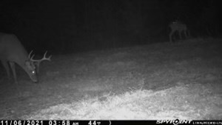 35.3 Acres Land for Sale Amite County, MS - image 16