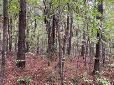 35.3 Acres Land for Sale Amite County, MS - image 5