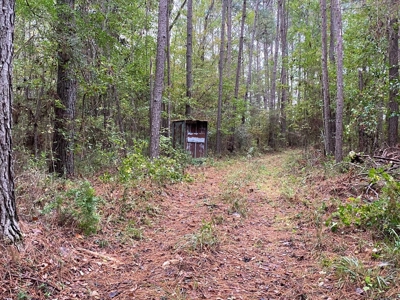 35.3 Acres Land for Sale Amite County, MS - image 3