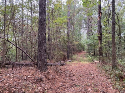 35.3 Acres Land for Sale Amite County, MS - image 4